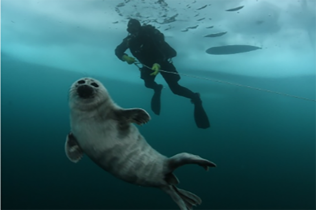 Ice Diving no Lago Baikal, na Rússia